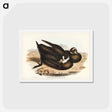 アートポストカード-Spectacled Petrel
 - ジョン グールド Postcard.