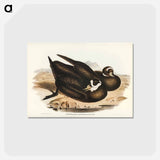 アートポストカード-Spectacled Petrel
 - ジョン グールド Postcard.