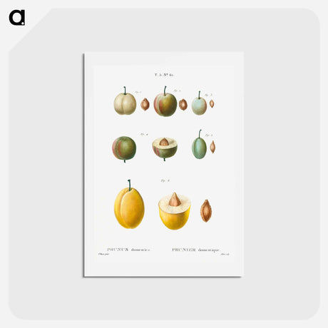 アートポストカード-Common plums, Prunus domestafrom Traité des Arbres et Arbustes que l’on cultive en France en pleine terre - ピエール ジョゼフ ルドゥーテ Postcard.