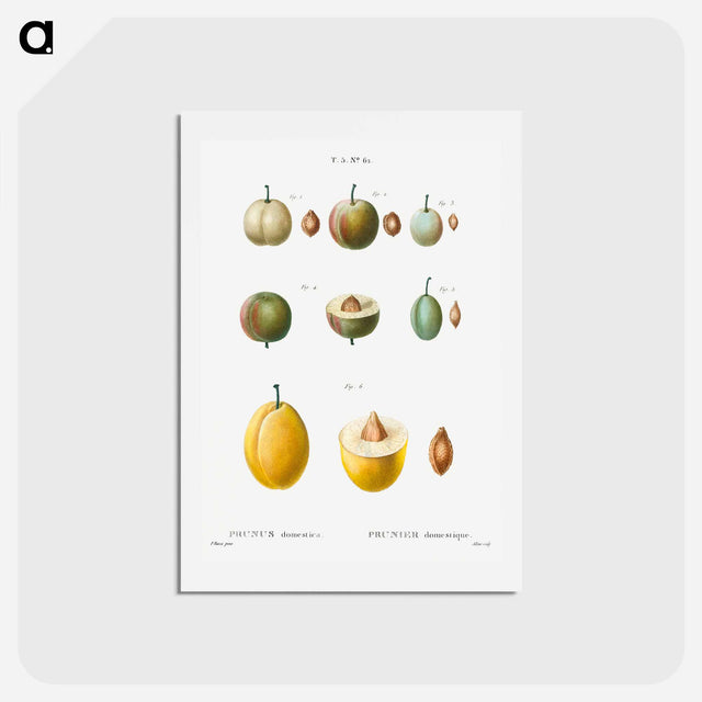 アートポストカード-Common plums, Prunus domestafrom Traité des Arbres et Arbustes que l’on cultive en France en pleine terre - ピエール ジョゼフ ルドゥーテ Postcard.
