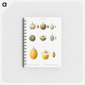 アートメモ帳-Common plums, Prunus domestafrom Traité des Arbres et Arbustes que l’on cultive en France en pleine terre - ピエール ジョゼフ ルドゥーテ Memo.