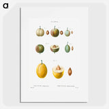 Common plums, Prunus domestafrom Traité des Arbres et Arbustes que l'on cultive en France en pleine terre - Pierre-Joseph Redouté Poster.