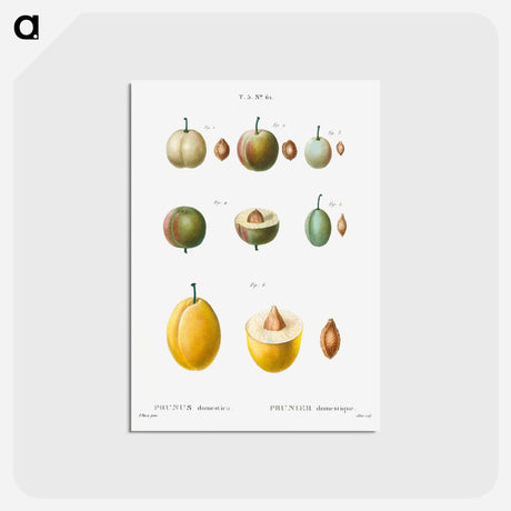 アートポストカード-Common plums, Prunus domestafrom Traité des Arbres et Arbustes que l’on cultive en France en pleine terre - ピエール ジョゼフ ルドゥーテ Postcard.