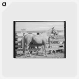 アートポストカード-Palomino Mare at Auction
 - ラッセル リー Postcard.