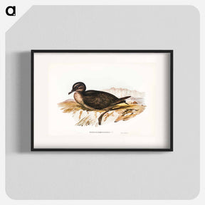 アートポスター-Short-tailed Petrel
 - ジョン グールド Poster.