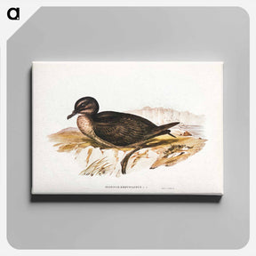 アートパネル-Short-tailed Petrel
 - ジョン グールド Canvas.