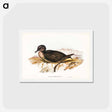 アートポストカード-Short-tailed Petrel
 - ジョン グールド Postcard.
