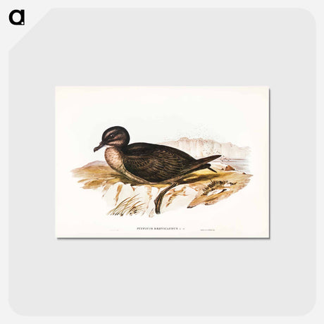 アートポストカード-Short-tailed Petrel
 - ジョン グールド Postcard.