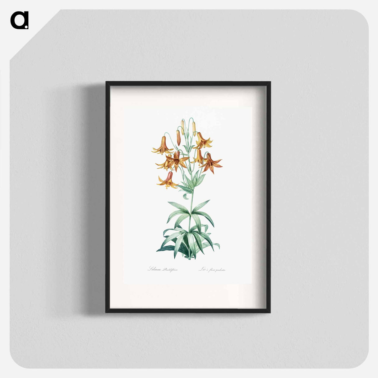 Canada lily illustration - Pierre Joseph Redouté Poster.