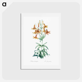 アートポストカード-Canada lily illustration - ピエール ジョゼフ ルドゥーテ Postcard.