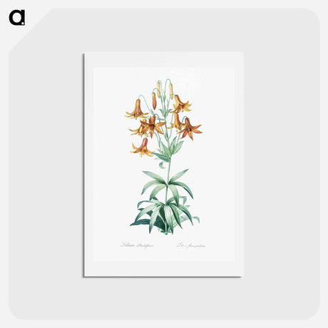 アートポストカード-Canada lily illustration - ピエール ジョゼフ ルドゥーテ Postcard.