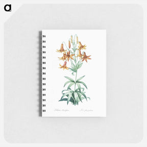 アートメモ帳-Canada lily illustration - ピエール ジョゼフ ルドゥーテ Memo.