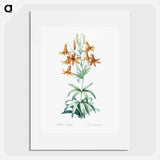 Canada lily illustration - Pierre Joseph Redouté Poster.