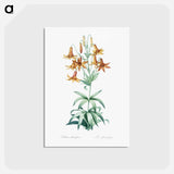 アートポストカード-Canada lily illustration - ピエール ジョゼフ ルドゥーテ Postcard.