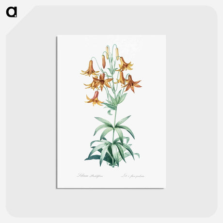 アートポストカード-Canada lily illustration - ピエール ジョゼフ ルドゥーテ Postcard.