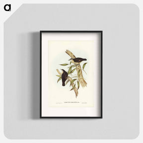 アートポスター-Black-backed Tree-Creeper
 - ジョン グールド Poster.