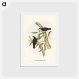 アートポストカード-Black-backed Tree-Creeper
 - ジョン グールド Postcard.