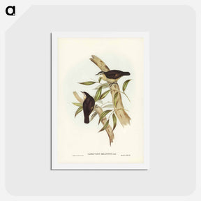 アートポストカード-Black-backed Tree-Creeper
 - ジョン グールド Postcard.