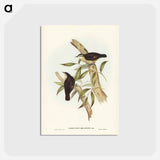アートポストカード-Black-backed Tree-Creeper
 - ジョン グールド Postcard.