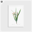 アートポストカード-White baboon-root illustration - ピエール ジョゼフ ルドゥーテ Postcard.