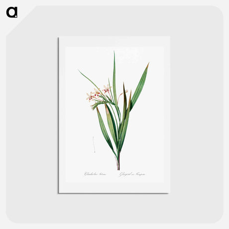 アートポストカード-White baboon-root illustration - ピエール ジョゼフ ルドゥーテ Postcard.