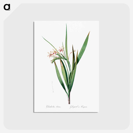 アートポストカード-White baboon-root illustration - ピエール ジョゼフ ルドゥーテ Postcard.