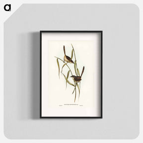 アートポスター-Long-billed Bristle Bird
 - ジョン グールド Poster.