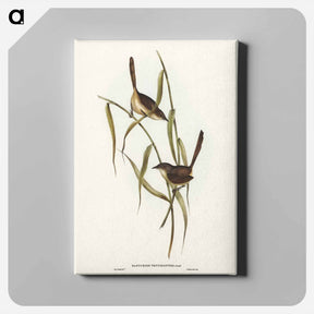 アートパネル-Long-billed Bristle Bird
 - ジョン グールド Canvas.