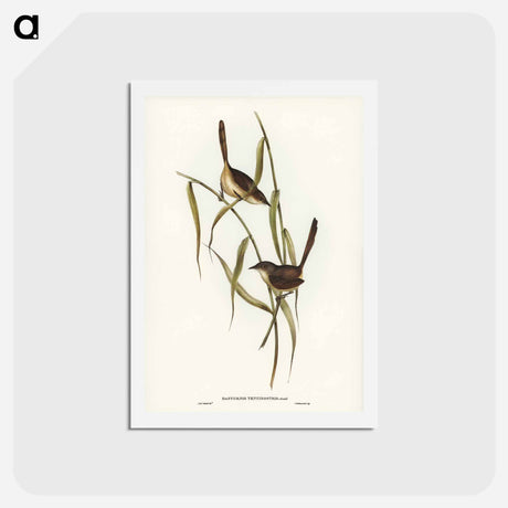 アートポストカード-Long-billed Bristle Bird
 - ジョン グールド Postcard.