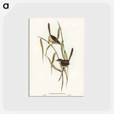 アートポストカード-Long-billed Bristle Bird
 - ジョン グールド Postcard.