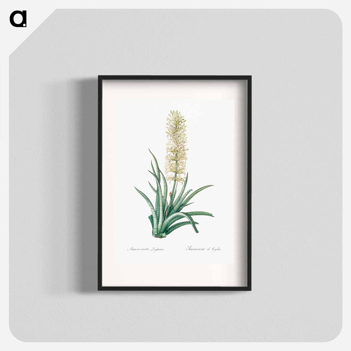 Snake plant illustration - ピエール ジョゼフ ルドゥーテ Poster.