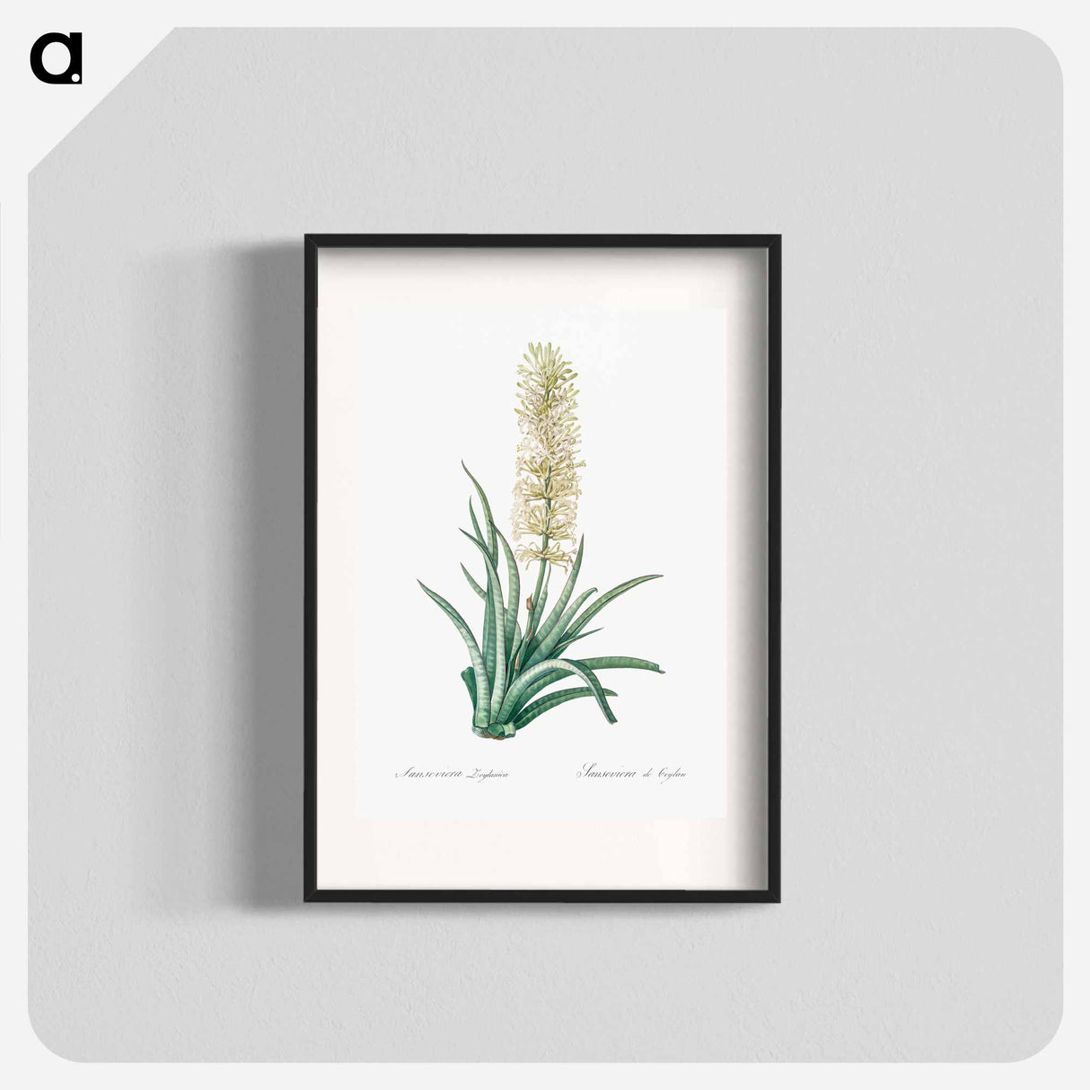 Snake plant illustration - Pierre Joseph Redouté Poster.
