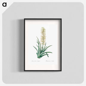 アートポスター-Snake plant illustration - ピエール ジョゼフ ルドゥーテ Poster.