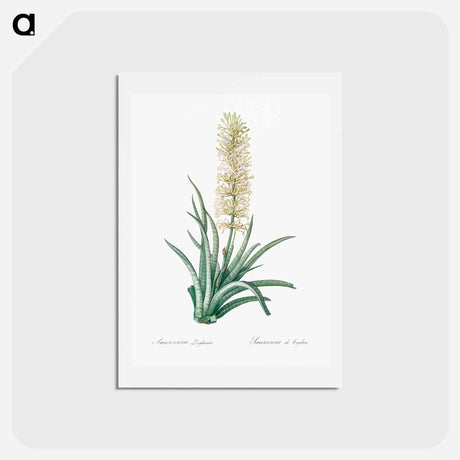 アートポストカード-Snake plant illustration - ピエール ジョゼフ ルドゥーテ Postcard.