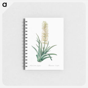アートメモ帳-Snake plant illustration - ピエール ジョゼフ ルドゥーテ Memo.