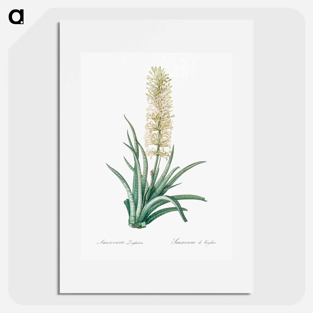 Snake plant illustration - ピエール ジョゼフ ルドゥーテ Poster.