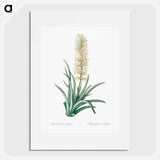 Snake plant illustration - Pierre Joseph Redouté Poster.