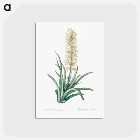 アートポストカード-Snake plant illustration - ピエール ジョゼフ ルドゥーテ Postcard.