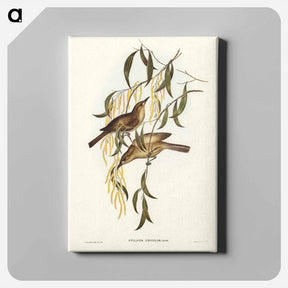 アートパネル-Uniform Honey-eater
 - ジョン グールド Canvas.