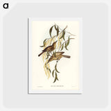 アートポストカード-Uniform Honey-eater
 - ジョン グールド Postcard.
