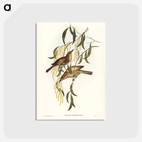 アートポストカード-Uniform Honey-eater
 - ジョン グールド Postcard.