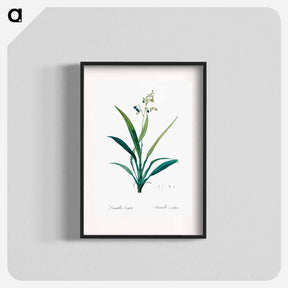 アートポスター-Flax lilies - ピエール ジョゼフ ルドゥーテ Poster.