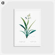 アートポストカード-Flax lilies - ピエール ジョゼフ ルドゥーテ Postcard.