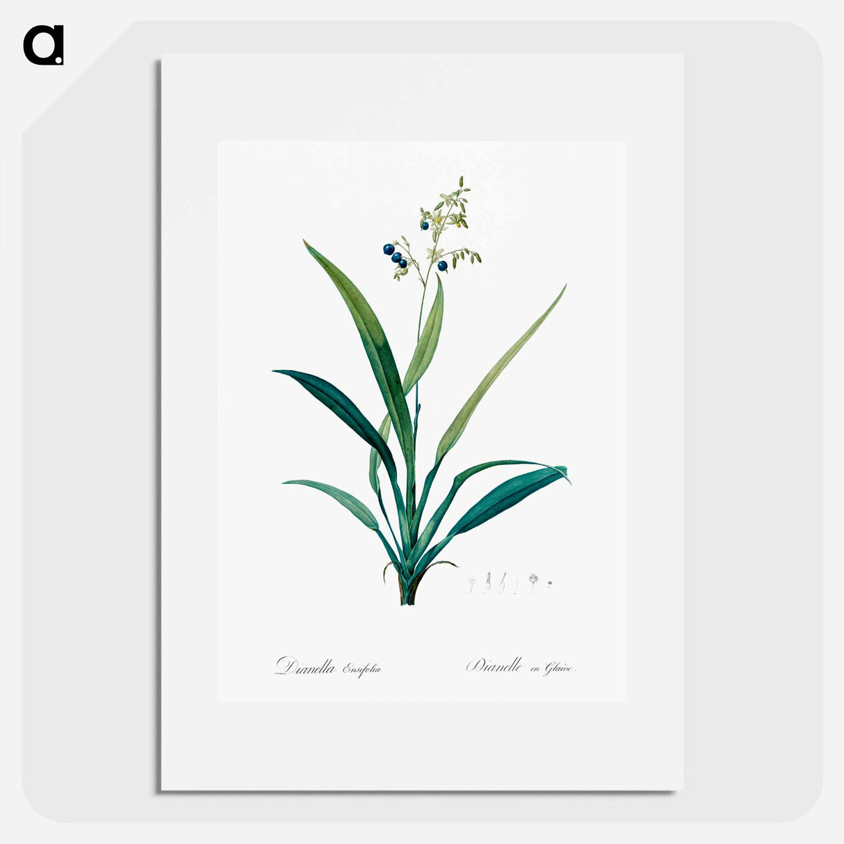Flax lilies - Pierre Joseph Redouté Poster.