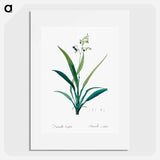 Flax lilies - Pierre Joseph Redouté Poster.