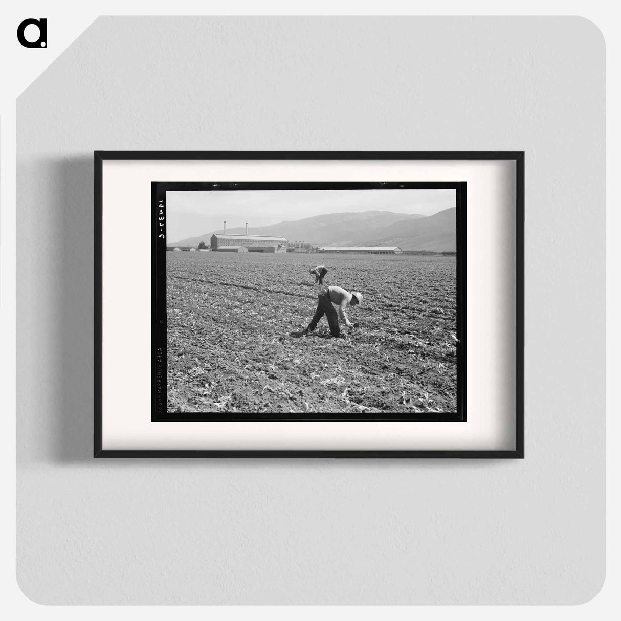 Spreckels sugar factory and sugar beet field with Mexican and Filipino workers thinning sugar beets - Dorothea Lange Poster.