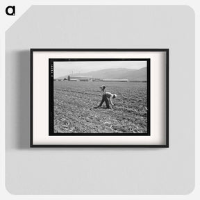 アートポスター-Spreckels sugar factory and sugar beet field with Mexican and Filipino workers thinning sugar beets - ドロテア ラング Poster.