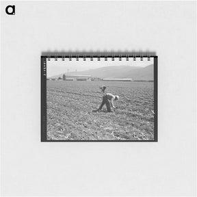 アートメモ帳-Spreckels sugar factory and sugar beet field with Mexican and Filipino workers thinning sugar beets - ドロテア ラング Memo.