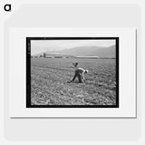 Spreckels sugar factory and sugar beet field with Mexican and Filipino workers thinning sugar beets - Dorothea Lange Poster.