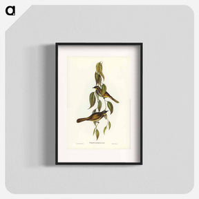 アートポスター-Yellow-throated Honey-eater
 - ジョン グールド Poster.